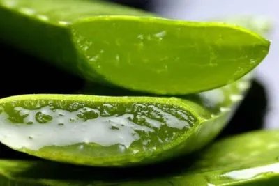 芦荟提取的作用是什么 芦荟提取物有益皮肤