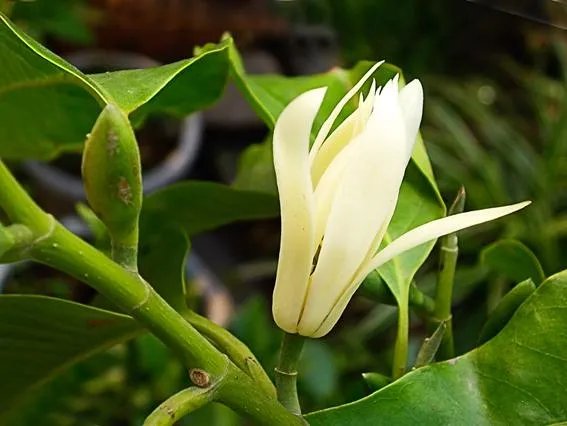 白兰花树怎么养殖？
