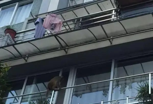 七旬老人悬挂四楼阳台外，这到底是怎么回事呢？