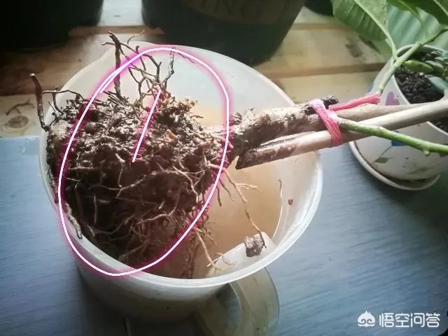 白兰花树怎么养殖？