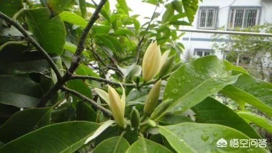 白兰花树怎么养殖？