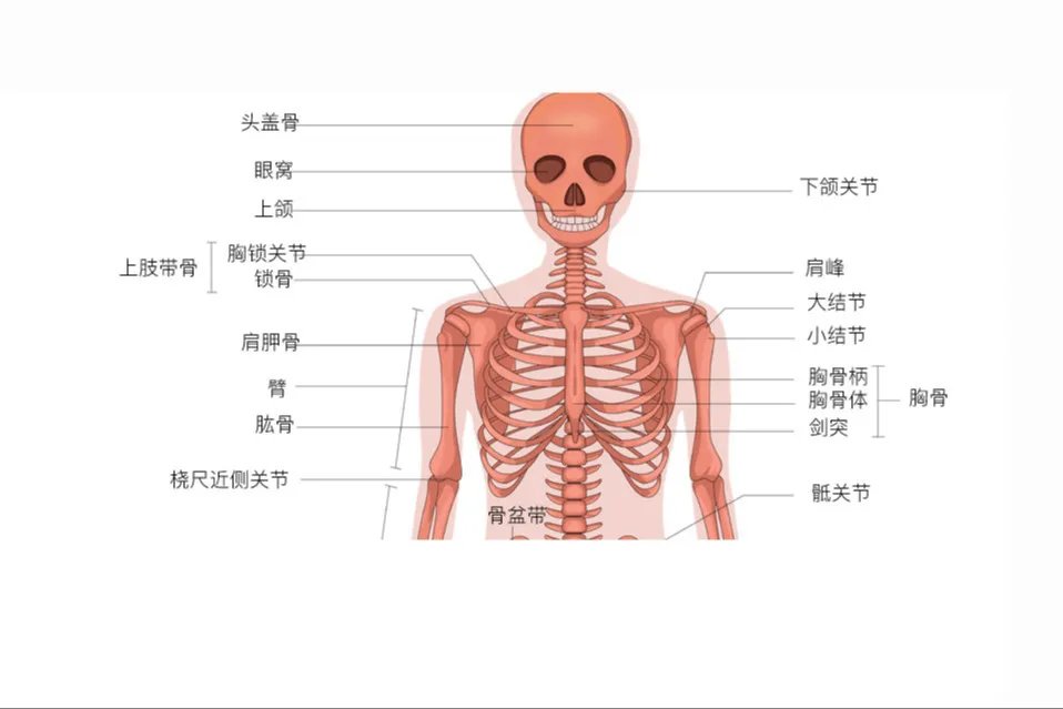 人体骨骼结构图