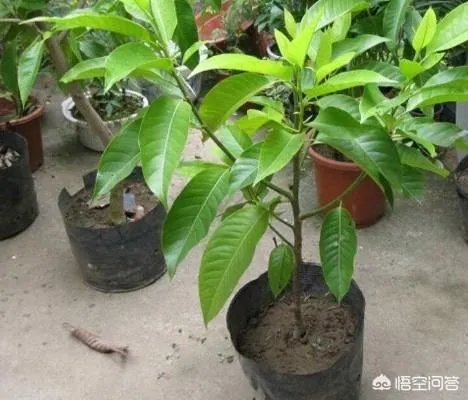 白兰花树怎么养殖？