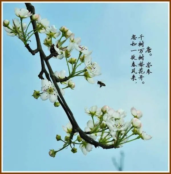 忽如一夜春风来,千树万树梨花开。是什么意思?