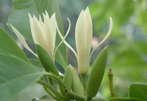 白兰花树怎么养殖？