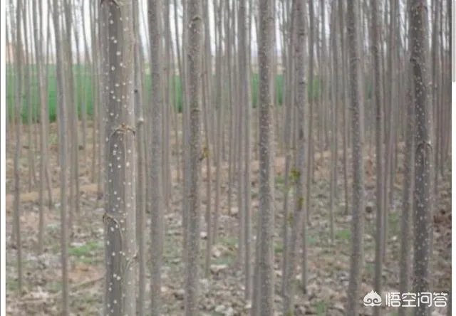 杨树苗什么时间种植比较好?