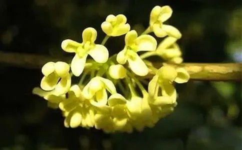桂花的作文