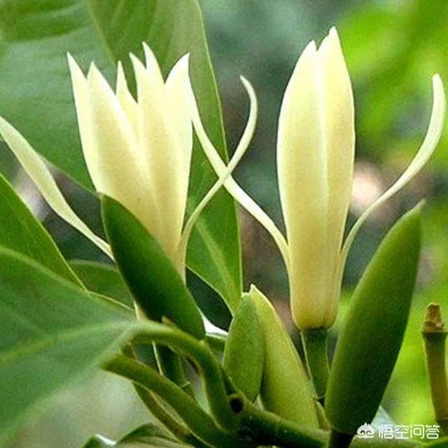 白兰花树怎么养殖？