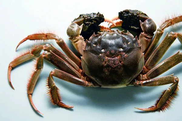 英国拟禁止煮食龙虾螃蟹等活物，这其中的缘由是什么？