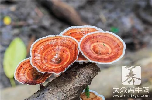  孢子粉多少钱