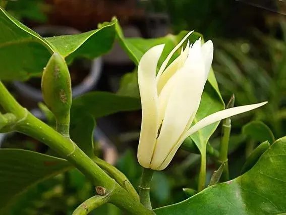 白兰花树怎么养殖？