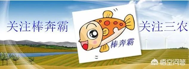 白兰花树怎么养殖？