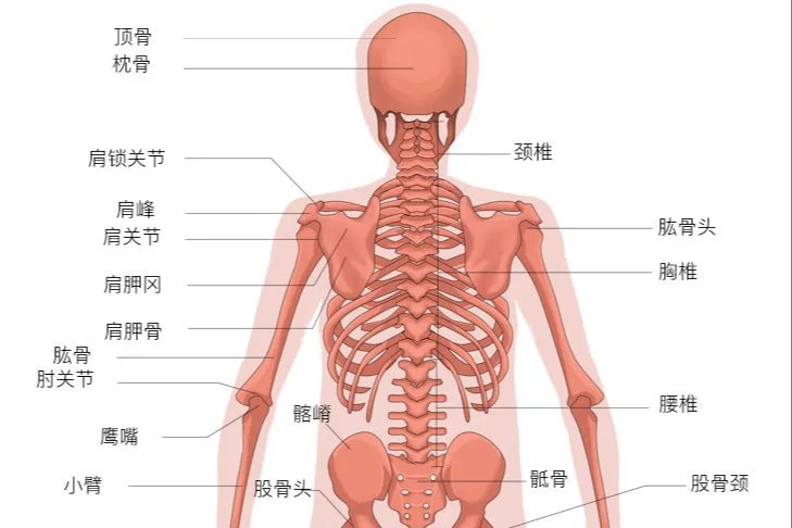人体骨骼结构图