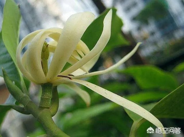 白兰花树怎么养殖？
