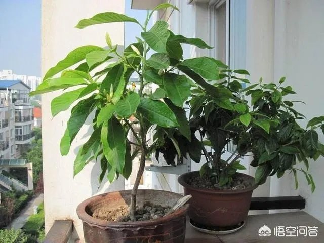 白兰花树怎么养殖？