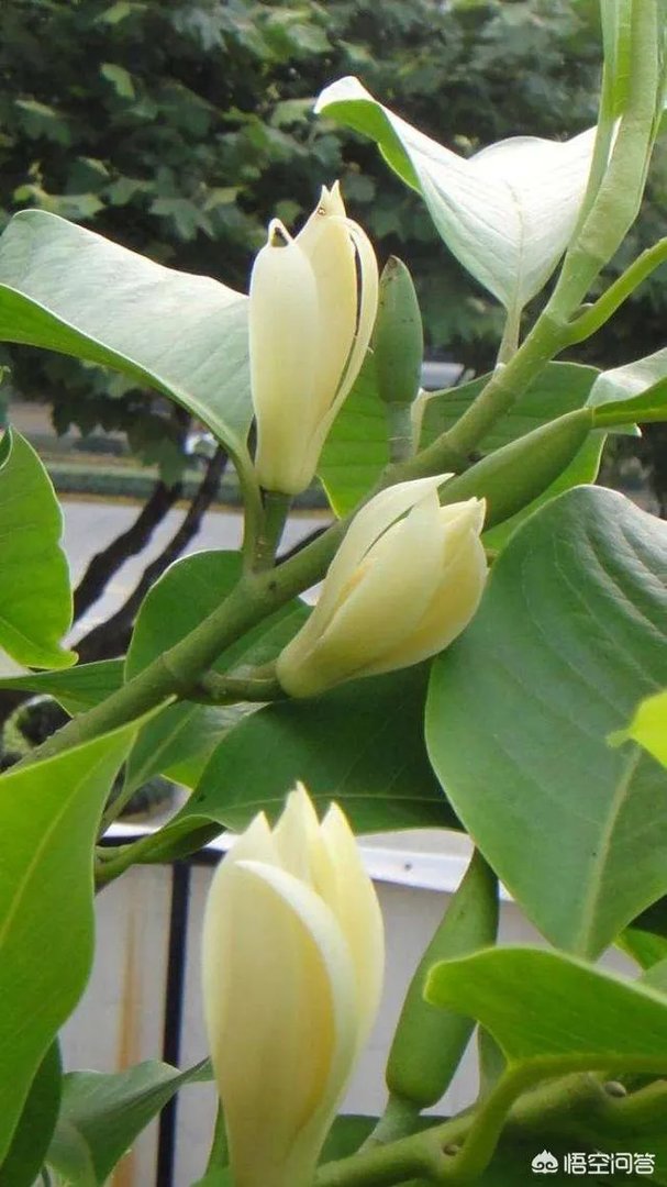 白兰花树怎么养殖？