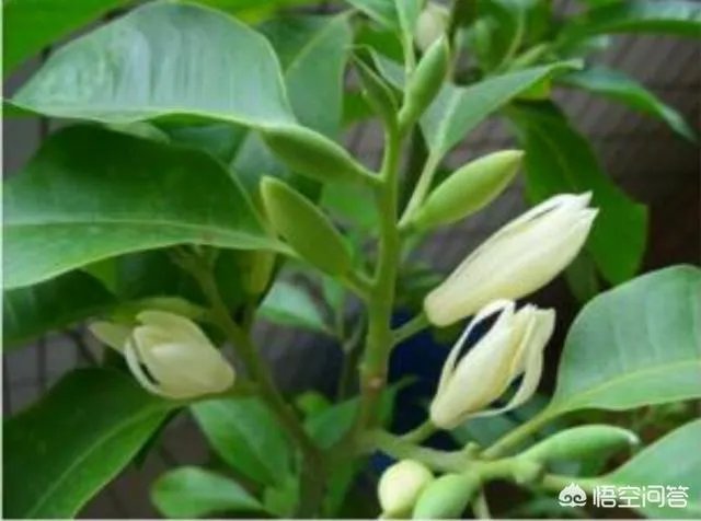 白兰花树怎么养殖？