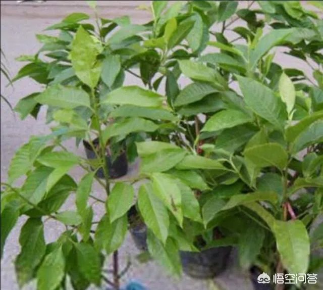 白兰花树怎么养殖？