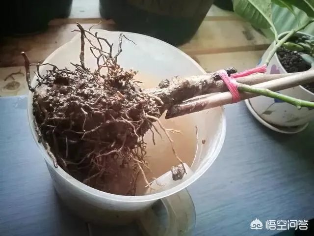 白兰花树怎么养殖？