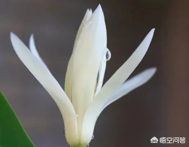 白兰花树怎么养殖？