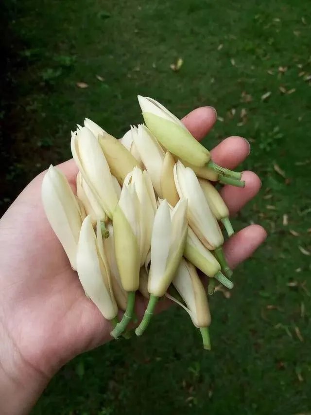 白兰花树怎么养殖？