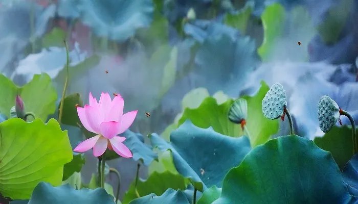 晓出净慈寺送林子方古诗的意思晓的意思是