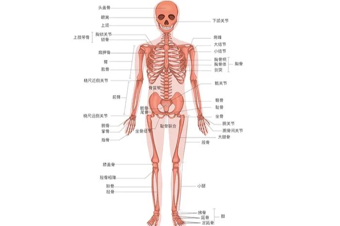 人体骨头结构示意图全身