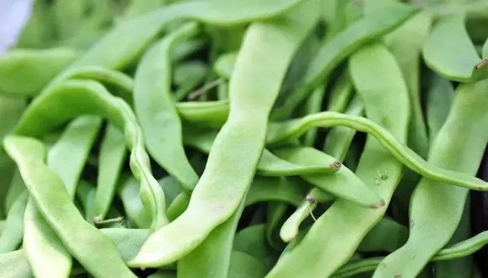 芸豆是什么