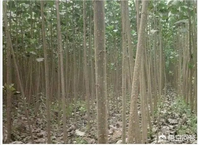 杨树苗什么时间种植比较好?