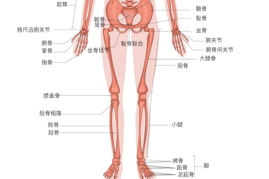 人体骨骼结构图