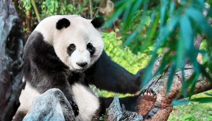 熊猫降级是怎么回事 熊猫降级的原因是什么