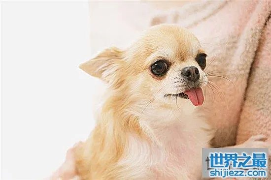 宠物狗金娃娃历史最悠久，精力充沛非常适合家养 
