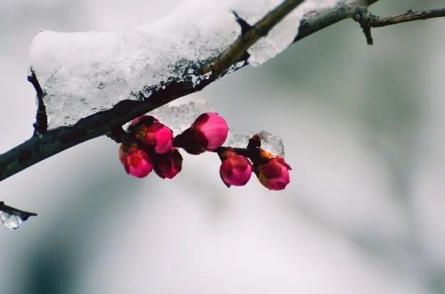 24节气大寒图片唯美 关于大寒节气的图片精美好看