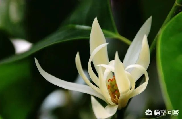 白兰花树怎么养殖？