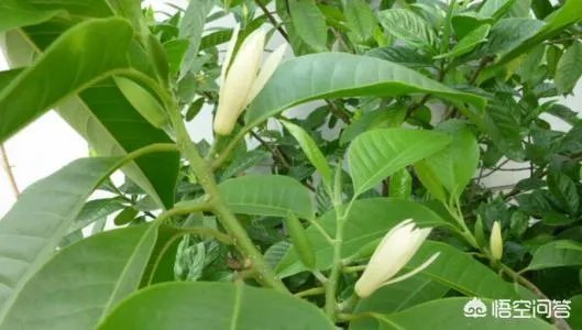 白兰花树怎么养殖？