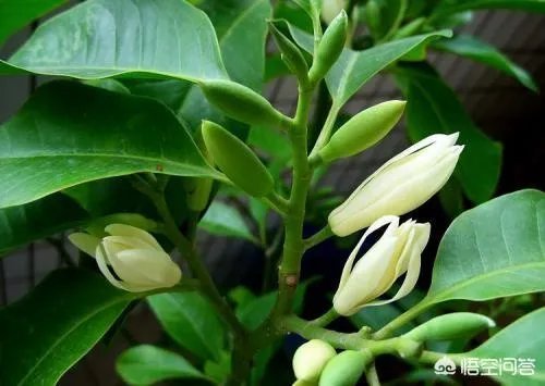 白兰花树怎么养殖？