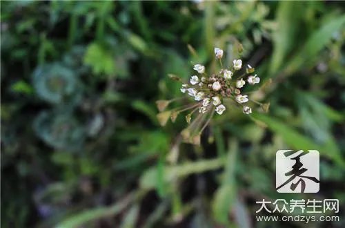荠菜是什么