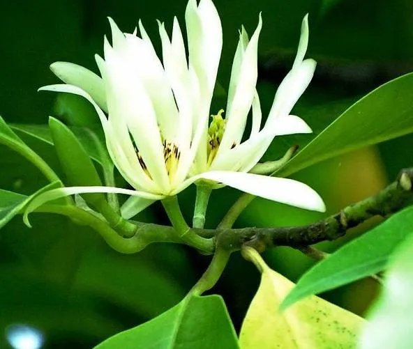 白兰花树怎么养殖？