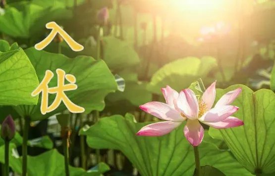 今天几点入伏？