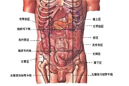 肚子构造图