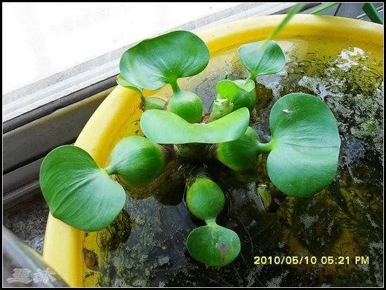 水葫芦的图片