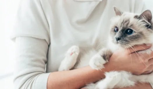 女人梦见猫是什么预兆 女人做梦梦到猫什么意思