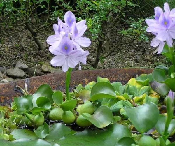 水葫芦的图片