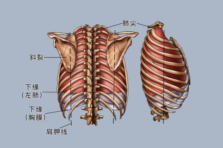 肺位置在哪里图片大全