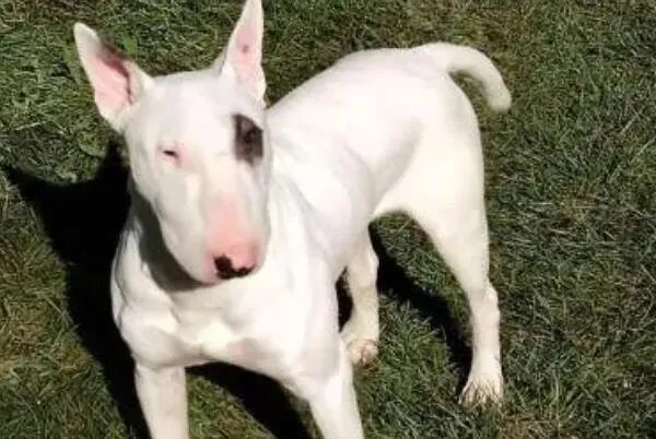十大顶级梗类犬，斗牛梗排第六，第一体型较小