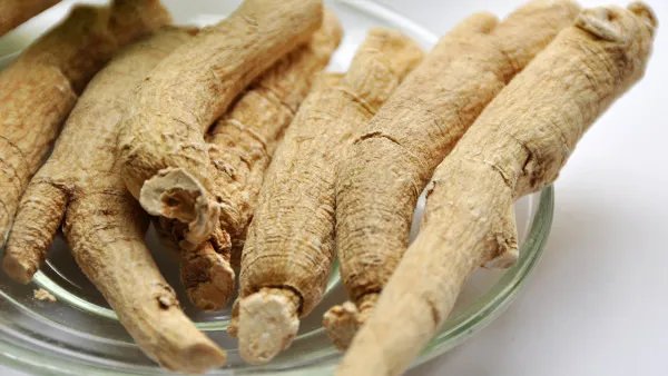 通草是什么