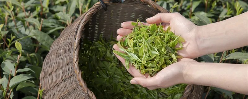 四大名茶之一的龙井茶产自哪里 四大名茶之一的龙井产地