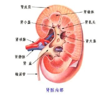 尿血是什么病