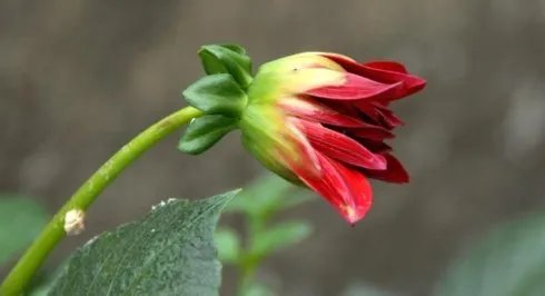 山芋花的种植技术 如何养殖山芋花