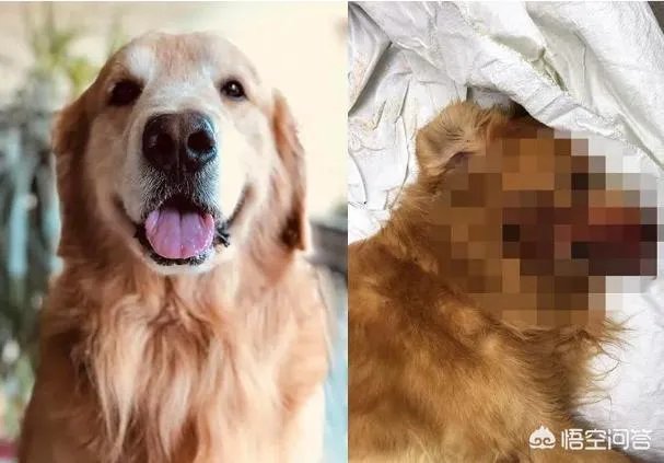 金毛护主被活活打死，除了心痛，肇事者应该接受怎样的制裁？